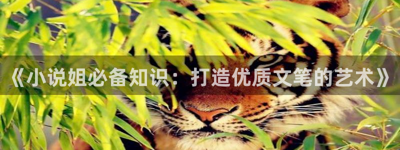 起点没有免费的小说吗：《小说姐必备知识：打造优质文笔的艺术》